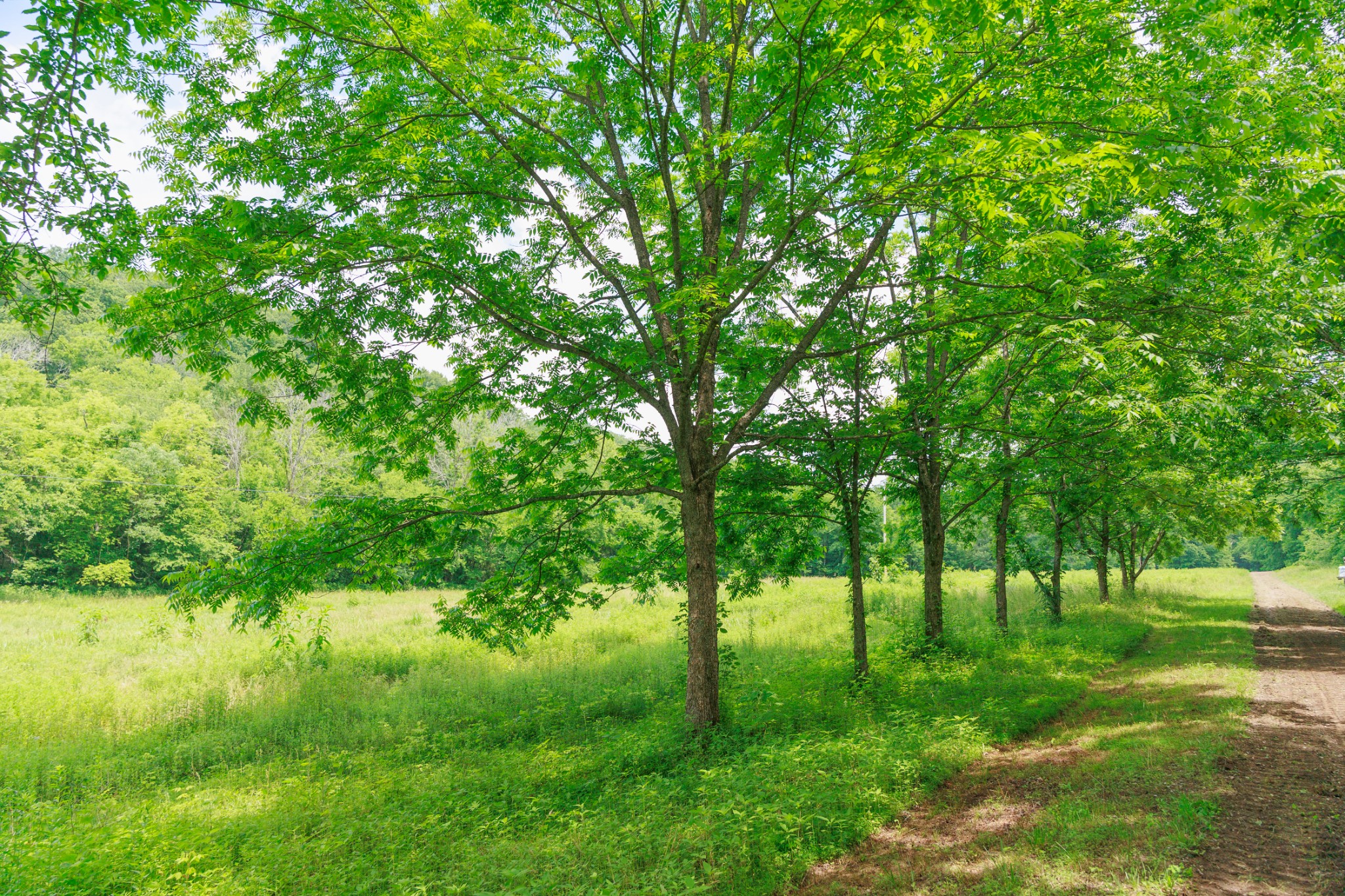 582 Cedar Bend Road Beechgrove, TN 37018 - Photo 3 of 32