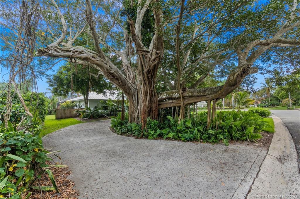 40 North River Road Stuart, FL 34996 - Photo 6 of 51 a view of a yard with plants and trees