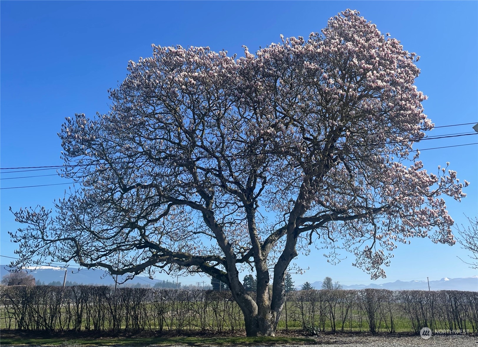 16244 Field Road Bow, WA 98232 - Photo 39 of 40 a view of outdoor space with tree s