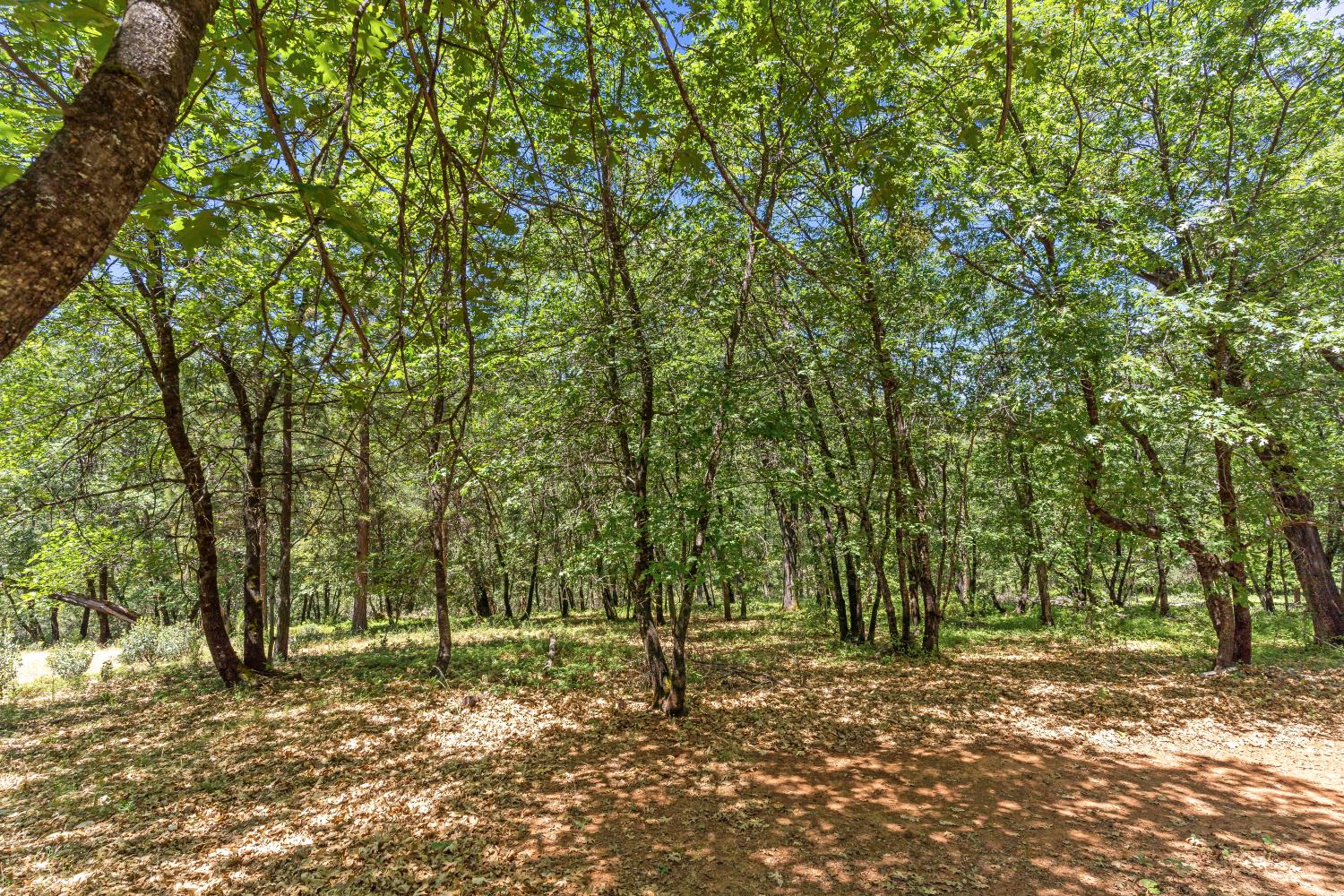 2640 Trail Gulch Road Placerville, CA 95667 - Photo 30 of 37 a backyard of a house with lots of green space