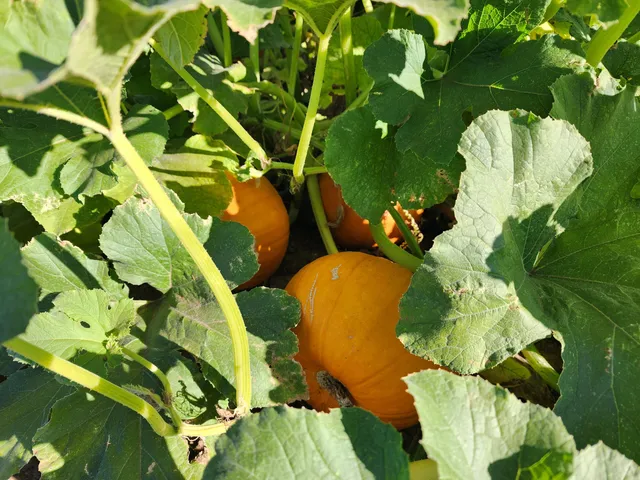 $375,000 | 27093 Lee Road, McArthur, CA 96056