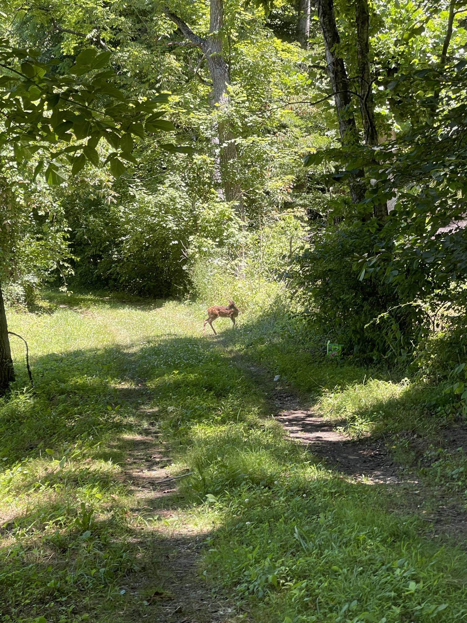 0 Trace Road Vanceburg, KY 41179 - Photo 2 of 12 Gallery Image 2