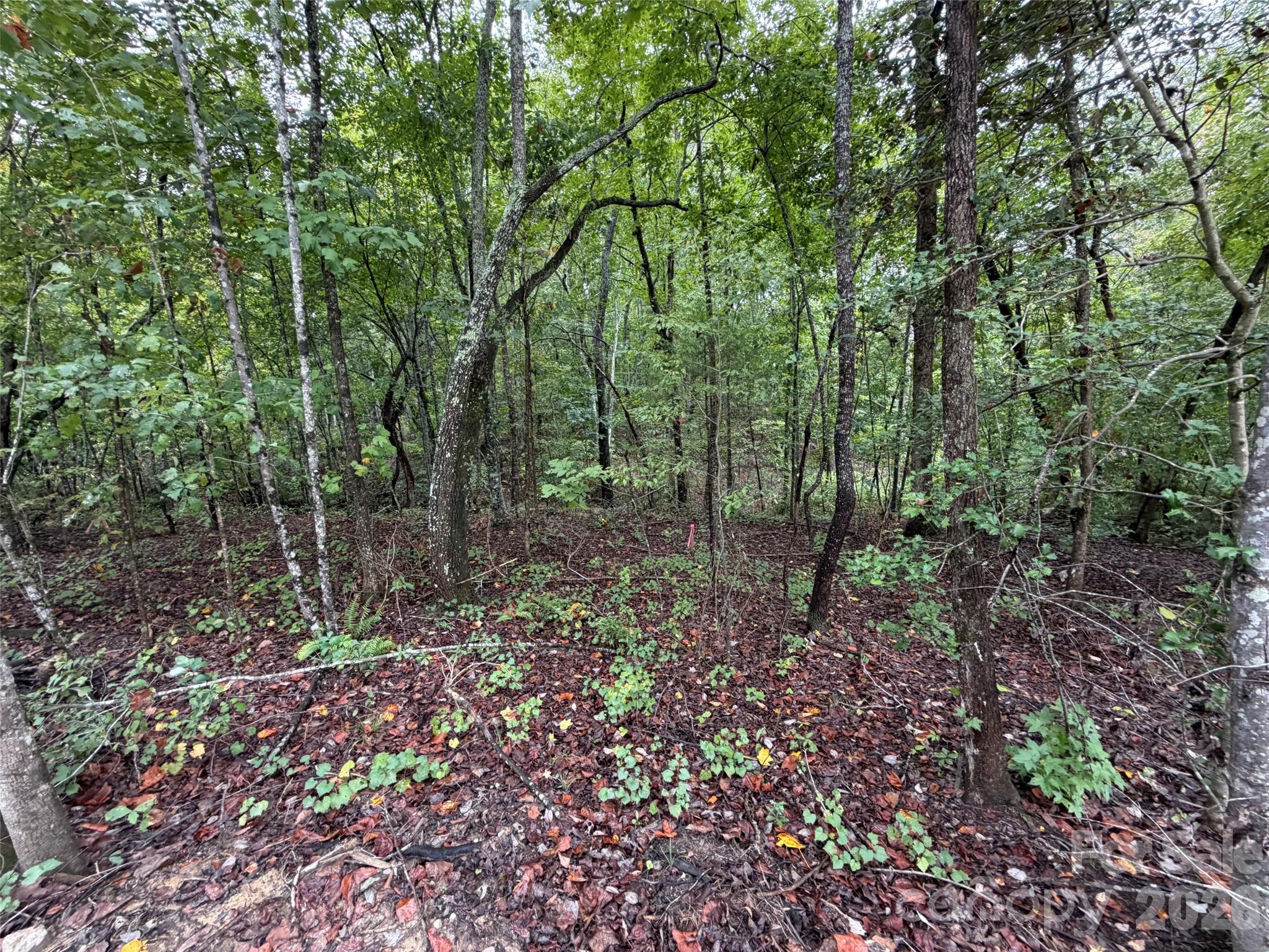 V/l West Thompson Road Rutherfordton, NC 28139 - Photo 4 of 21 Gallery Image 4