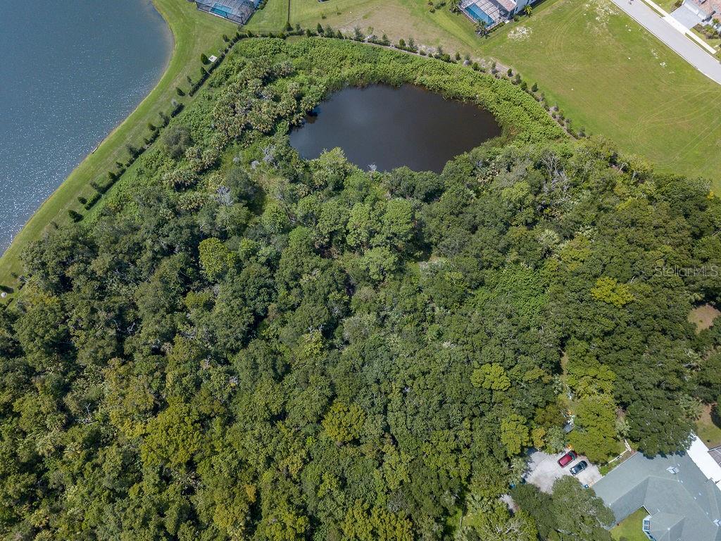 a close up of a plant in a garden