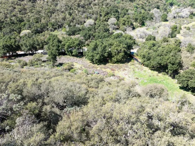 a view of a forest with a tree