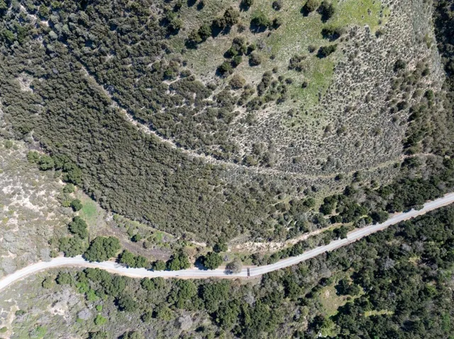 a view of a forest with a tree