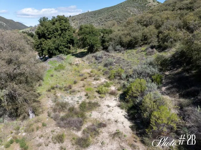 a view of a forest with trees in the background