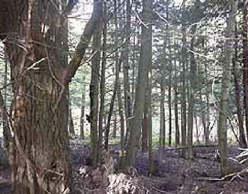 0 Warren Hill Road Cornwall Bridge, CT 06754 - Photo 1 of 1 a view of backyard with green space