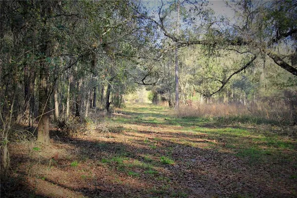 a view of a yard with large trees