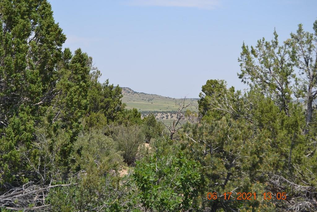 Lot 100 Ghost River Ranch Rye, CO 81069 - Photo 19 of 35