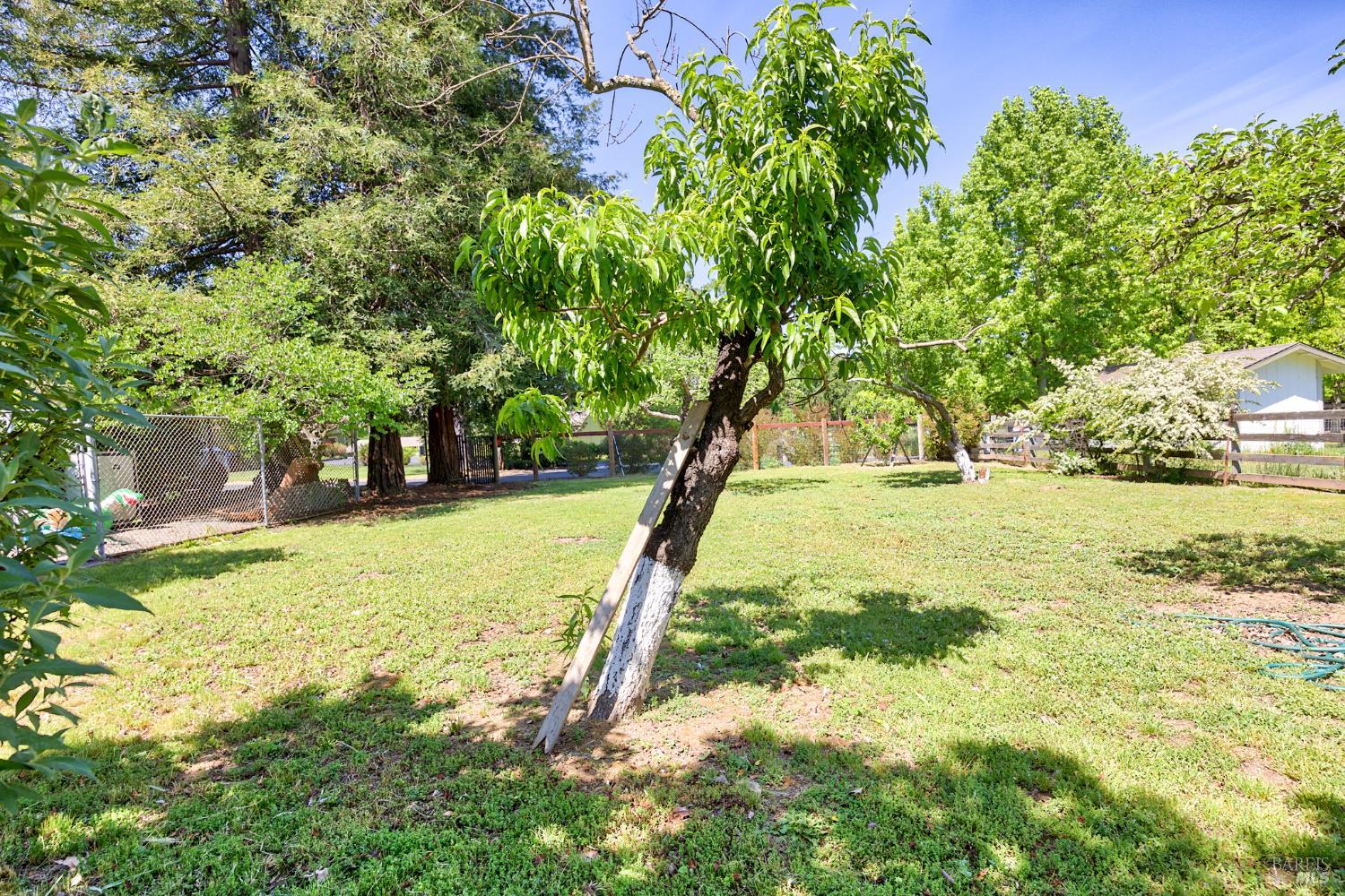6282 Melita Road Santa Rosa, CA 95409 - Photo 40 of 55 a view of a yard with a tree