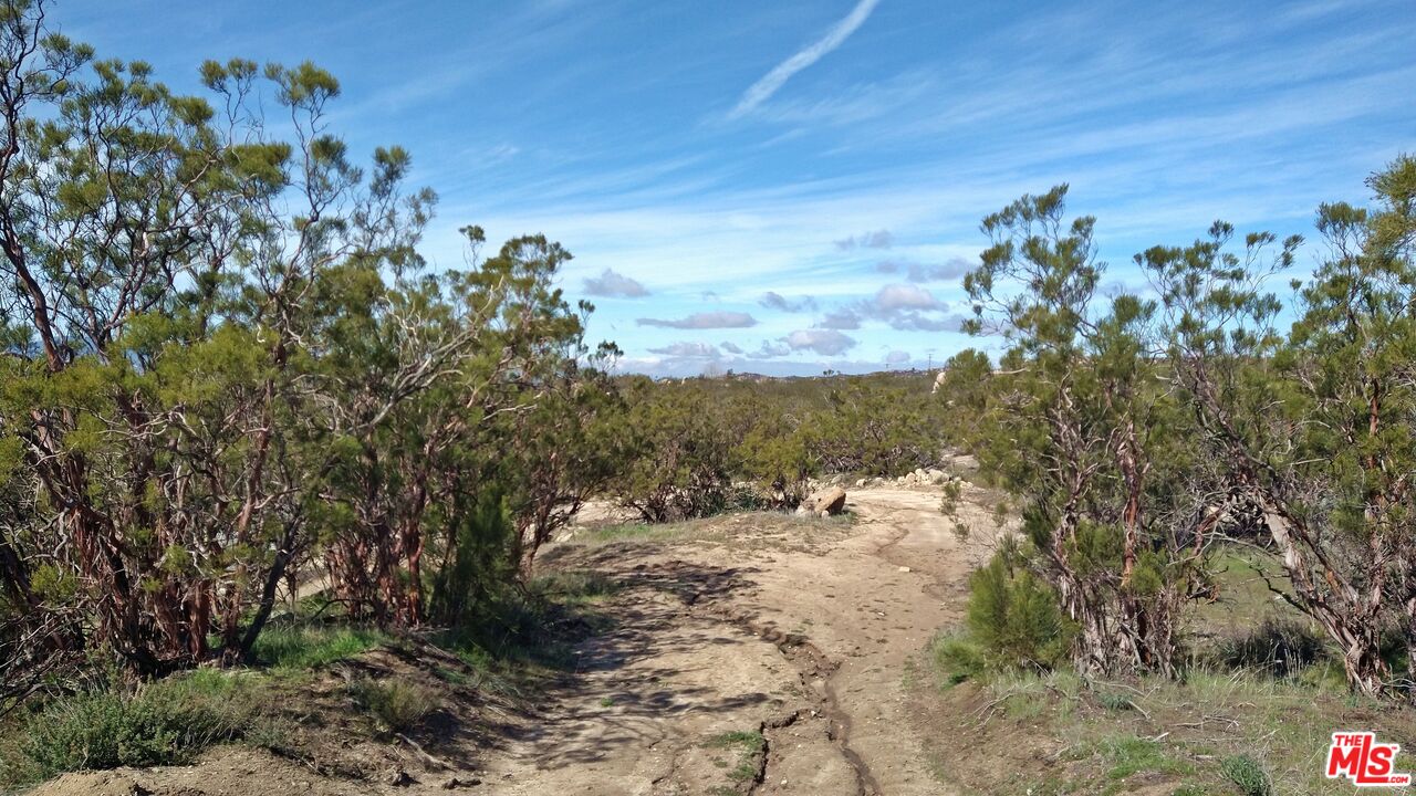 51919 Tule Peak Road Aguanga, CA 92536 - Photo 37 of 44 a view of a yard with a tree