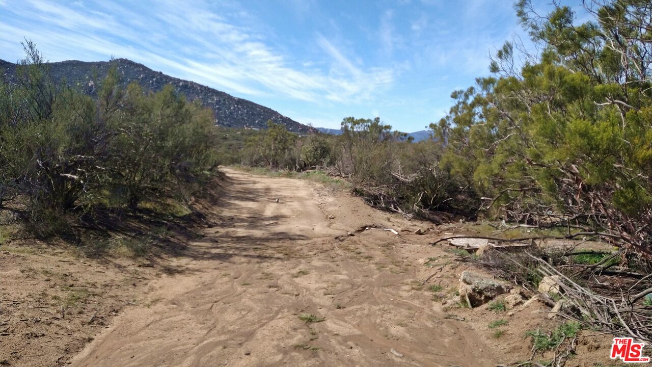 51919 Tule Peak Road Aguanga, CA 92536 - Photo 39 of 44 a view of a dry yard with trees