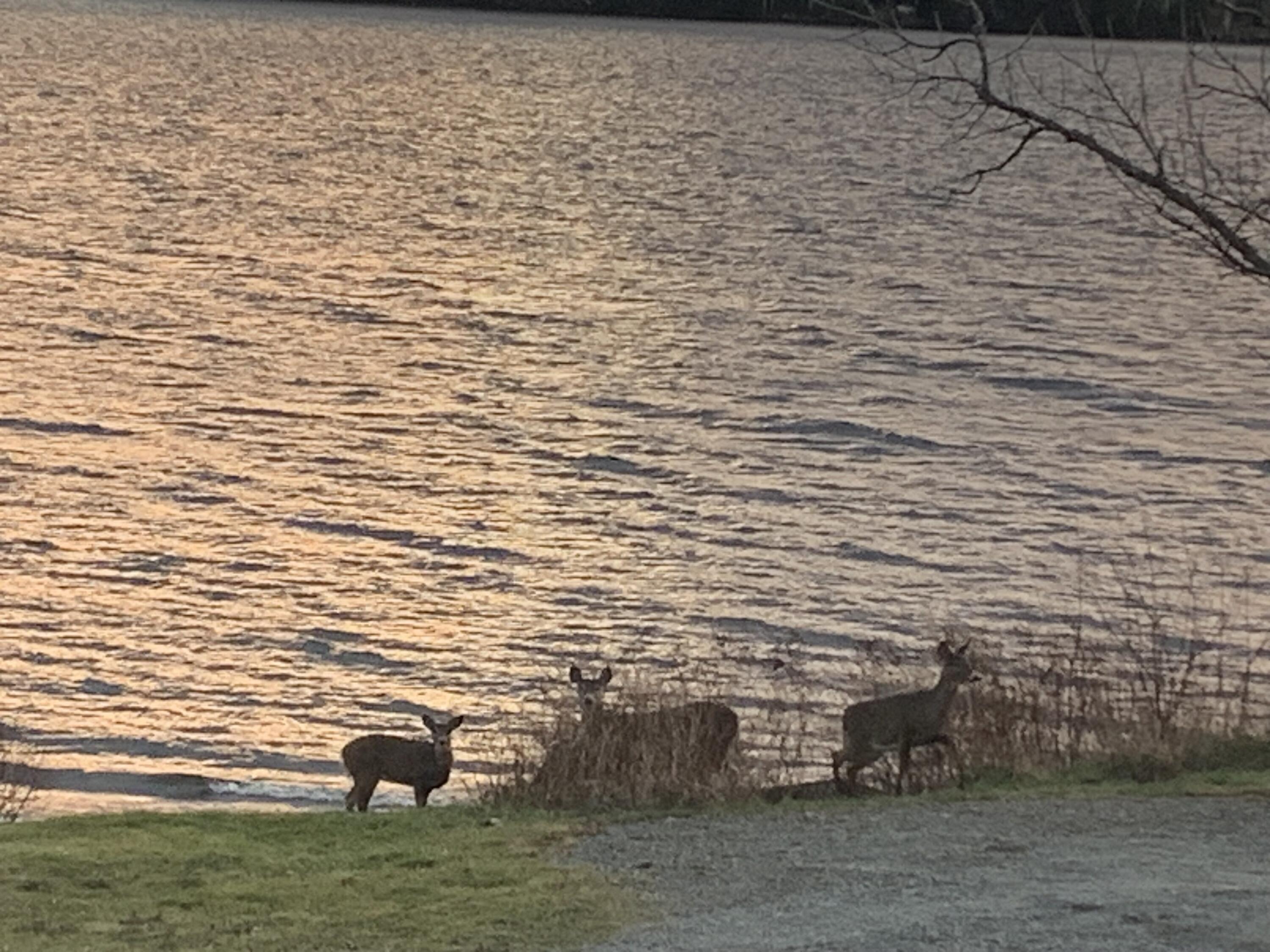 30 Salmon Ledge Road Rangeley, ME 04970 - Photo 49 of 61 IMG_1173 (1)