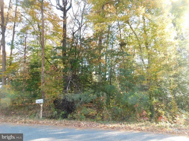 a view of a yard with large trees