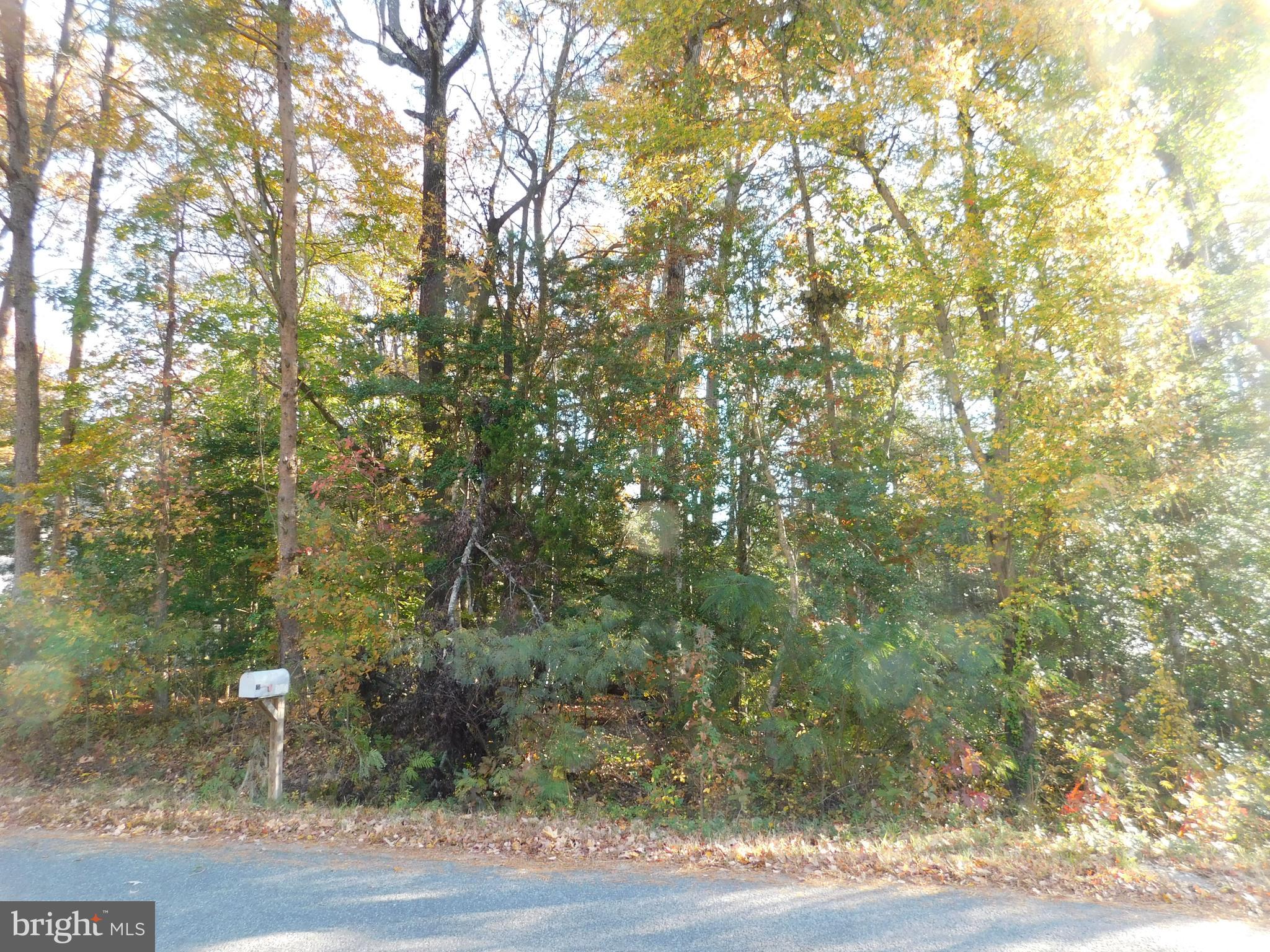 10-c 8 1 23 Forest Grove Road Colonial Beach, VA 22443 - Photo 3 of 6 a view of a yard with large trees