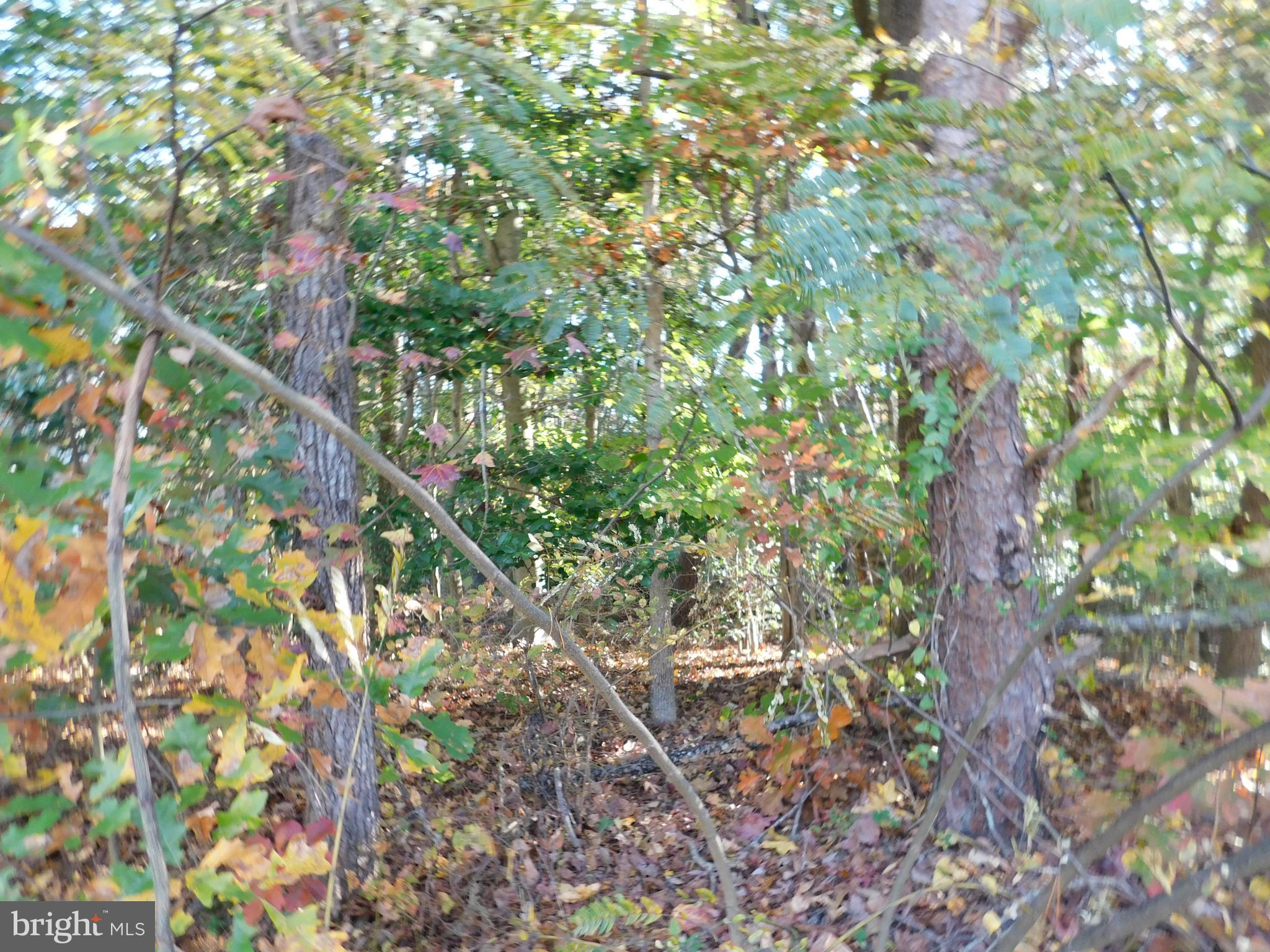 10-c 8 1 23 Forest Grove Road Colonial Beach, VA 22443 - Photo 5 of 6 a backyard of a house with lots of trees