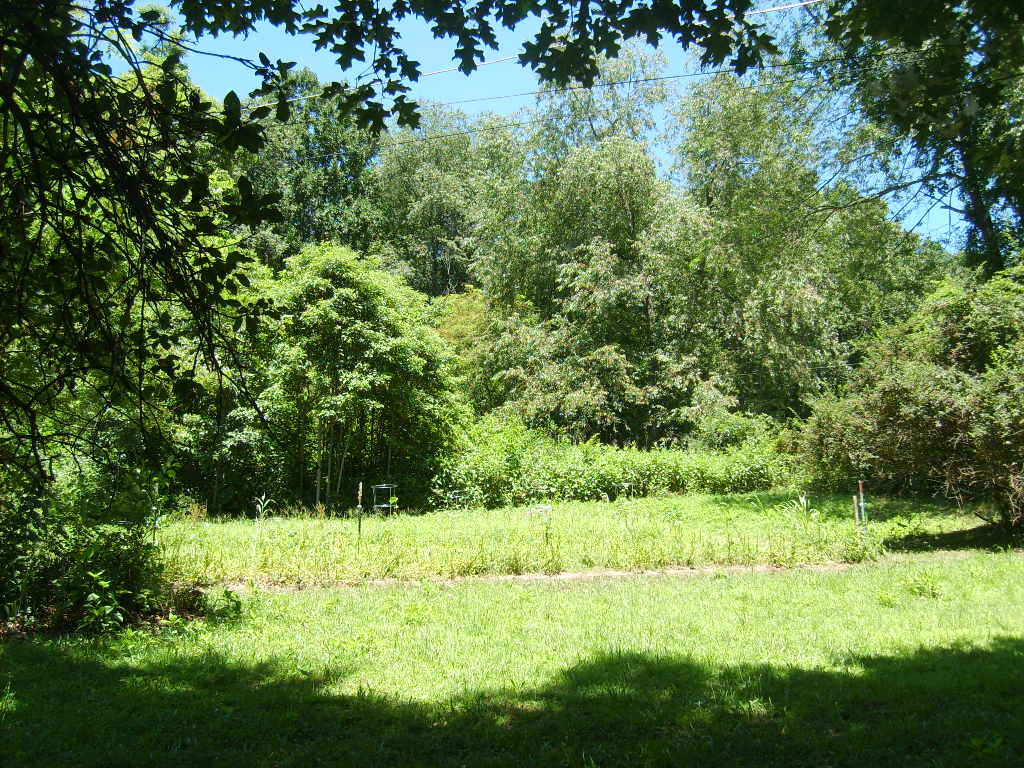 Rockland Road Ronceverte, WV 24970 - Photo 3 of 6 treed