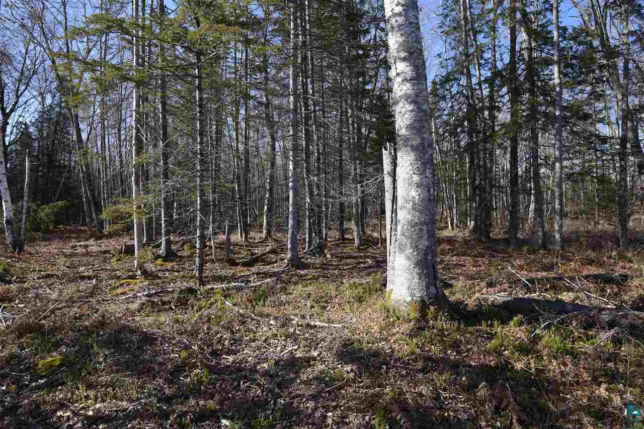 0 Mountain Ash Road Herbster, WI 54844 - Photo 14 of 19 Gallery Image 14