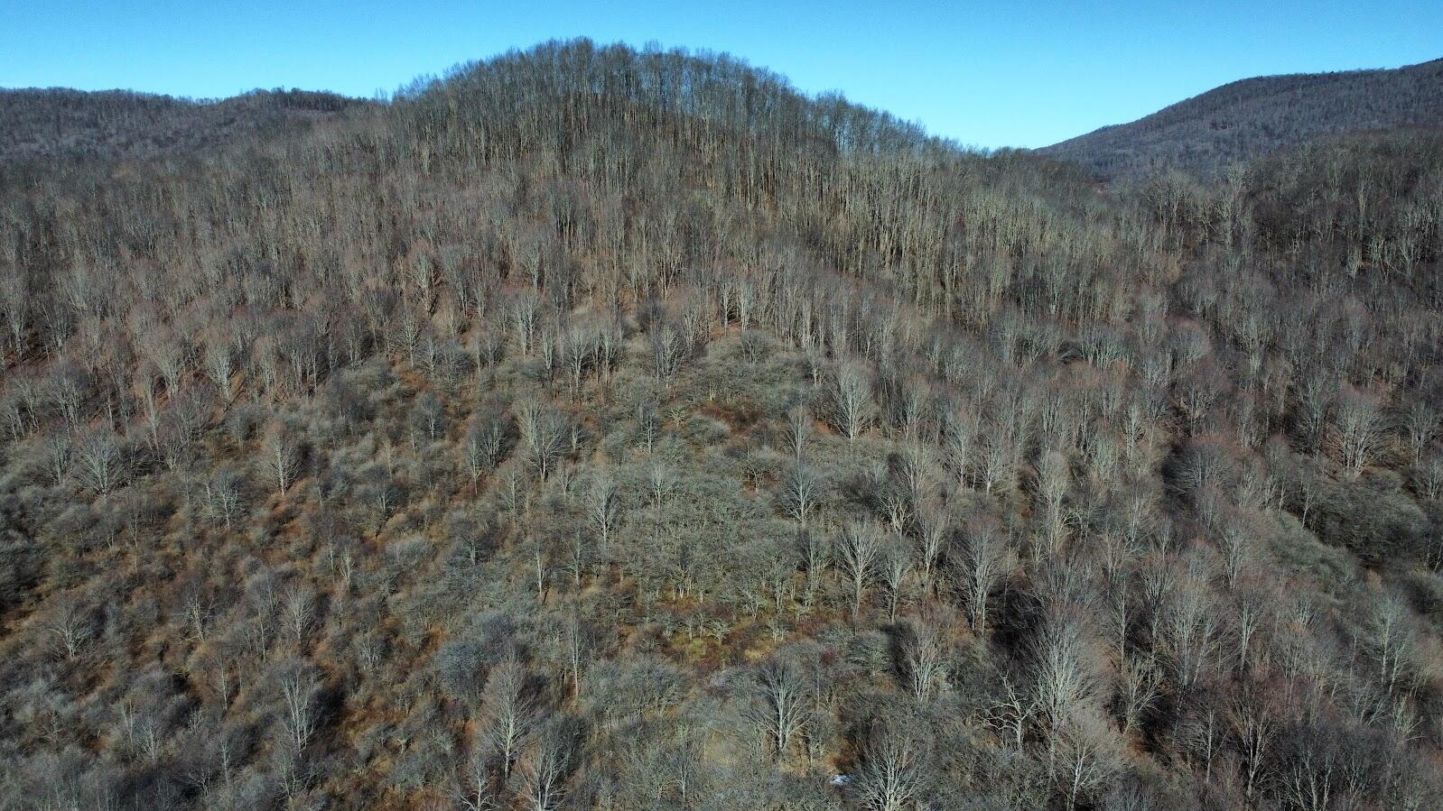 27 Acres Big Spring Slatyfork, WV 26291 - Photo 10 of 22 Aerial detail view of property