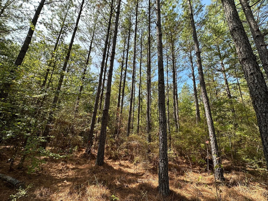 4 Whalen Road Kosciusko, MS 39090 - Photo 7 of 12 Photo 7