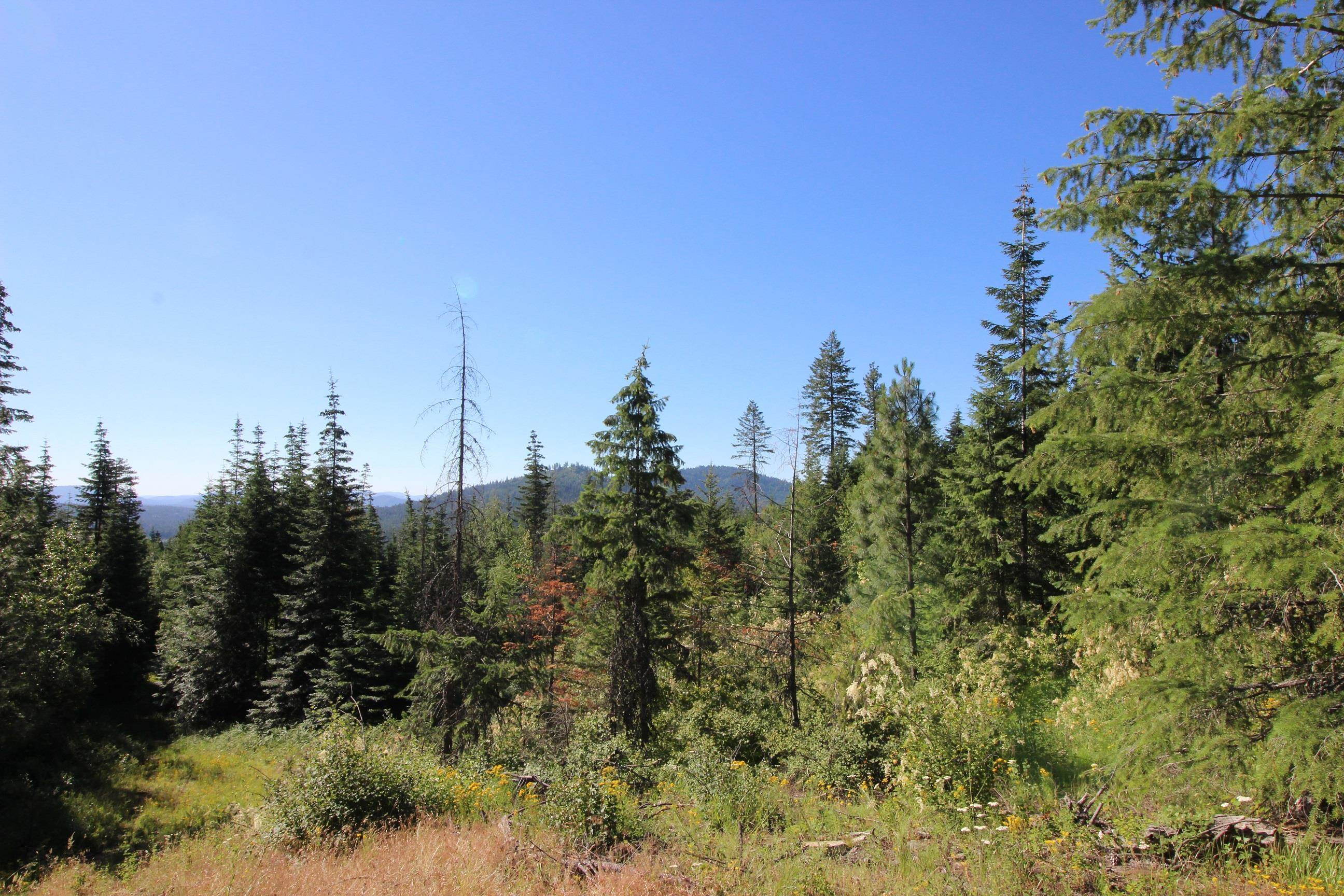 Xxx Buck Creek Road Newport, WA 99156 - Photo 11 of 18