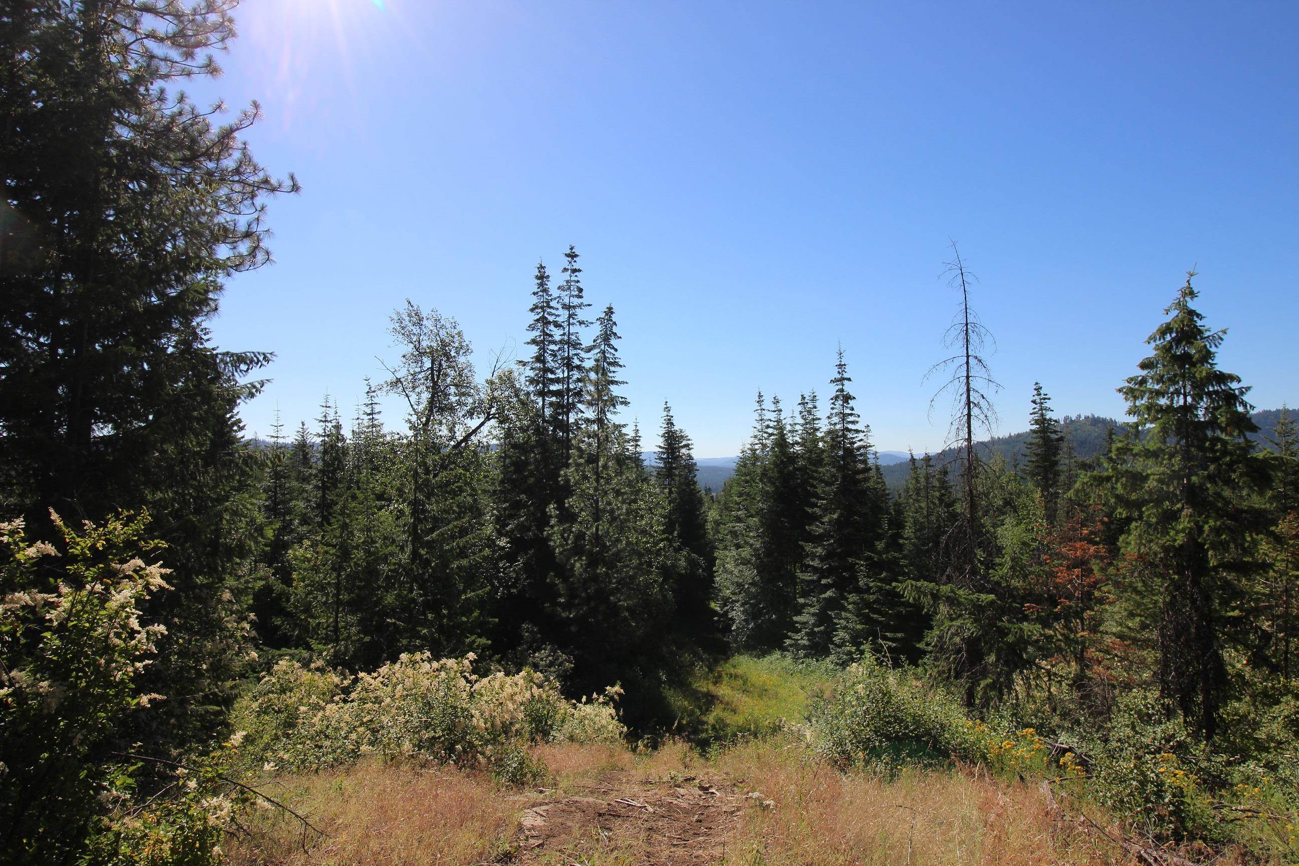 Xxx Buck Creek Road Newport, WA 99156 - Photo 12 of 18