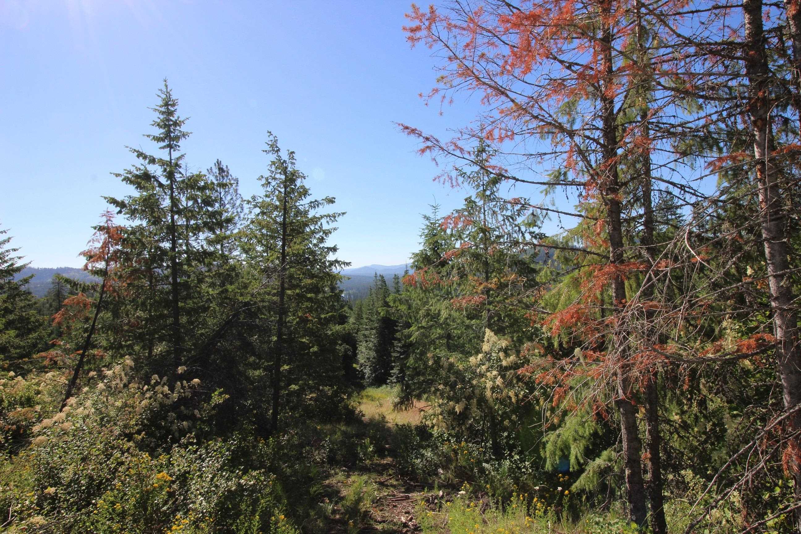 Xxx Buck Creek Road Newport, WA 99156 - Photo 14 of 18