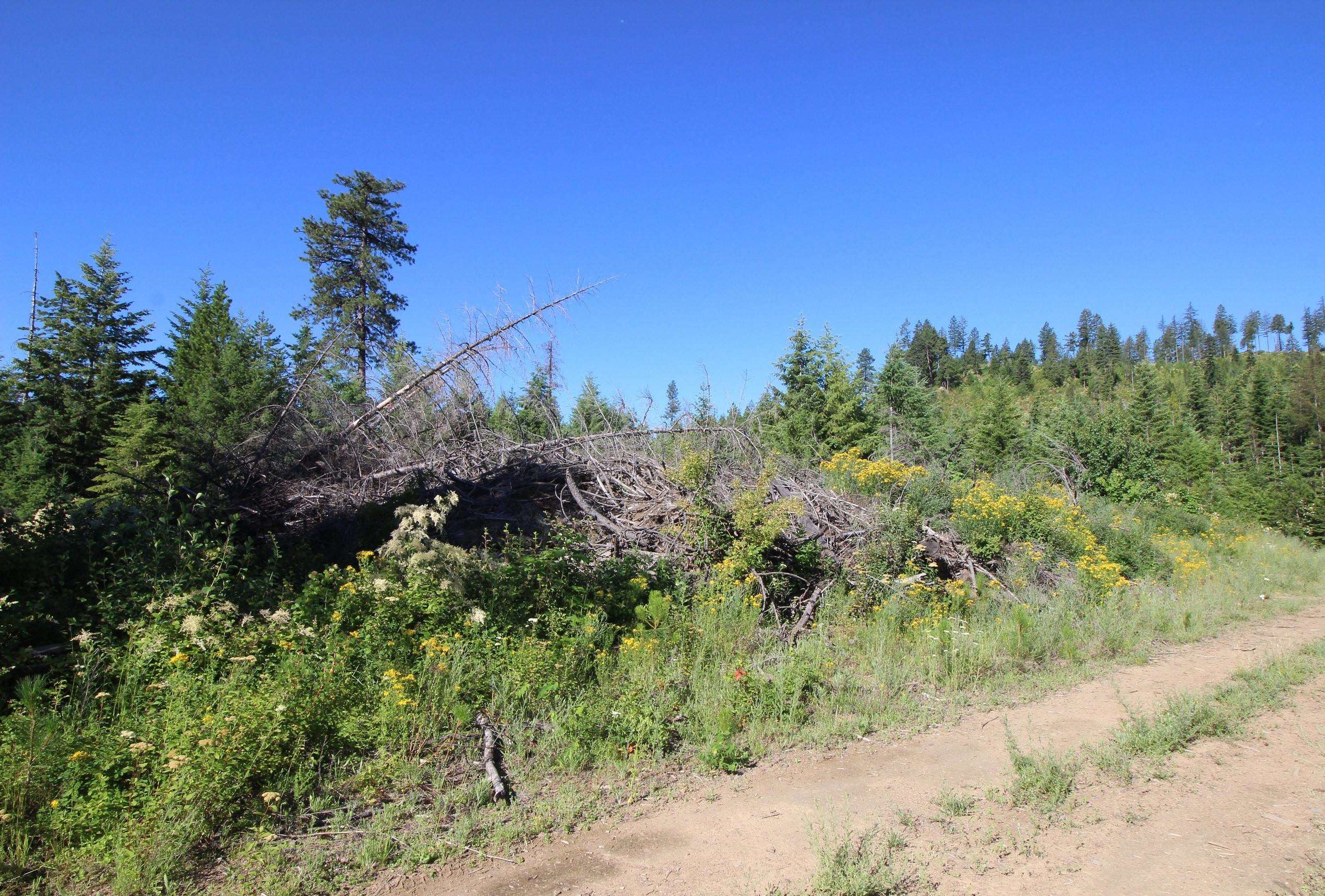 Xxx Buck Creek Road Newport, WA 99156 - Photo 18 of 18