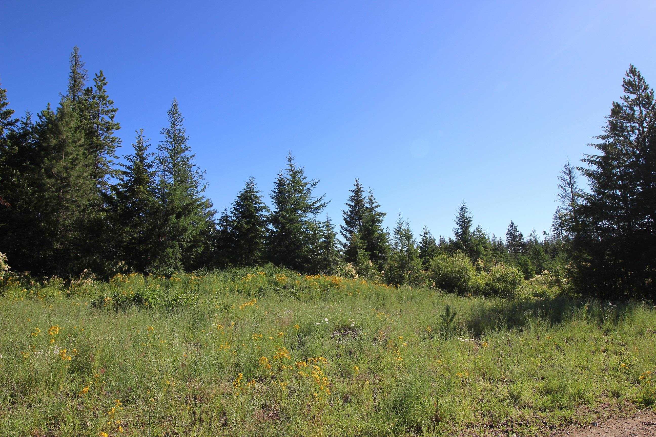 Xxx Buck Creek Road Newport, WA 99156 - Photo 4 of 18