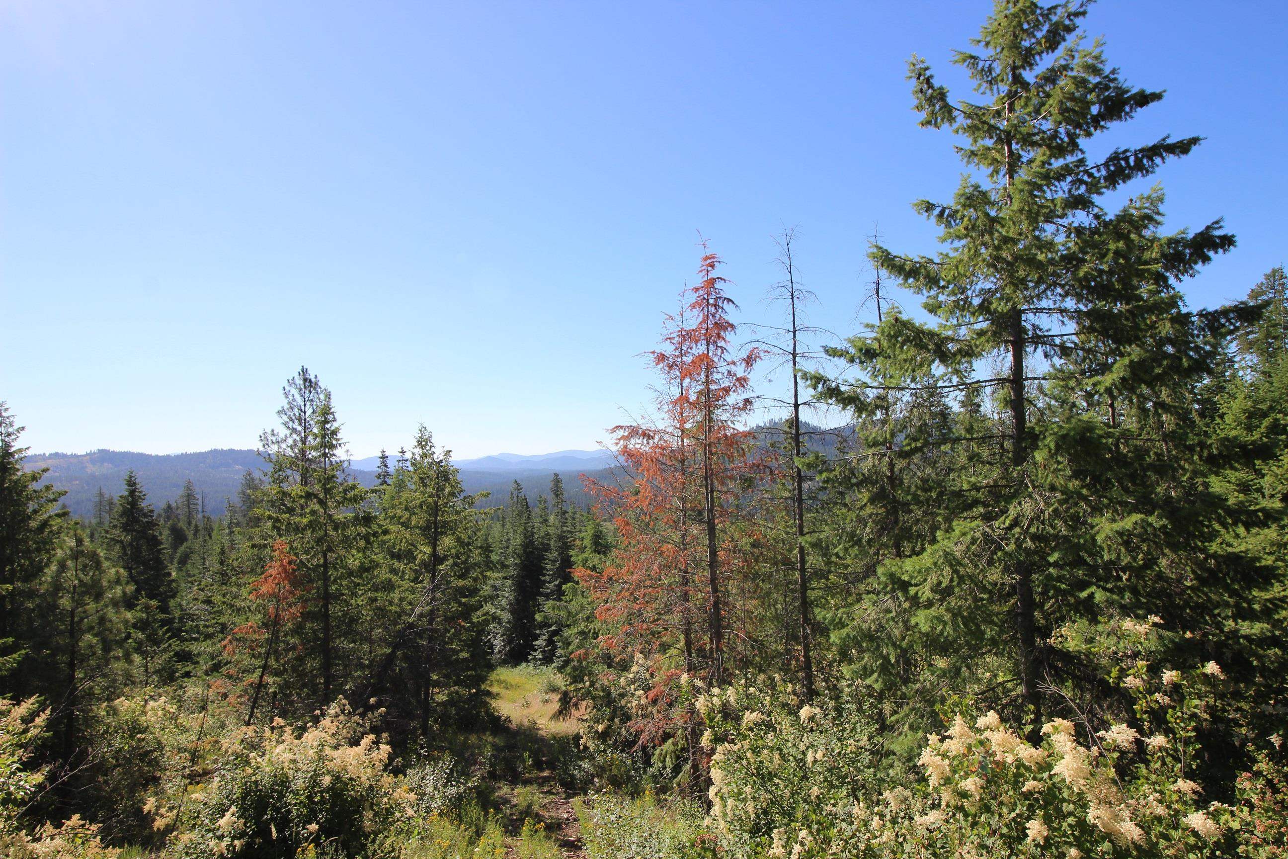 Xxx Buck Creek Road Newport, WA 99156 - Photo 5 of 18