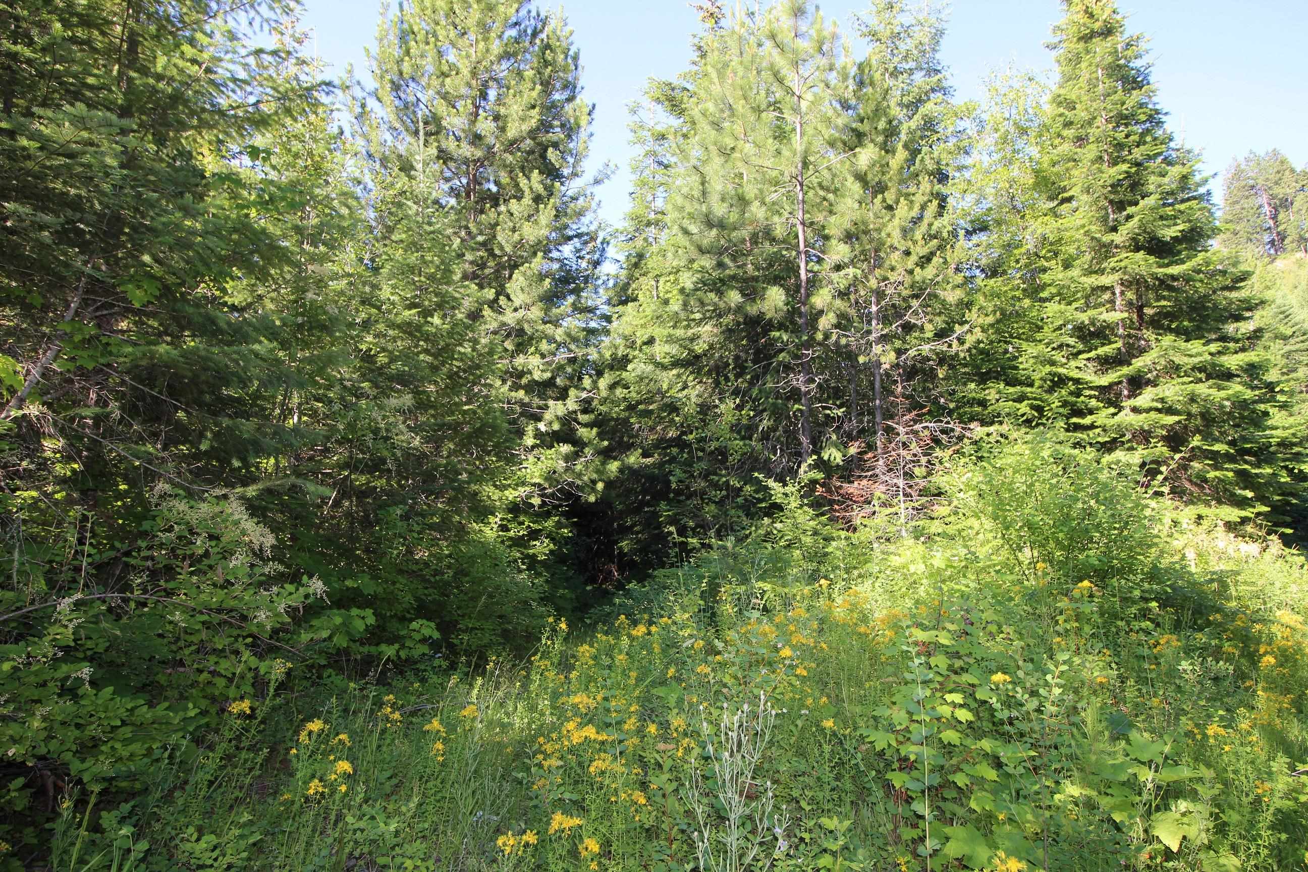 Xxx Buck Creek Road Newport, WA 99156 - Photo 6 of 18