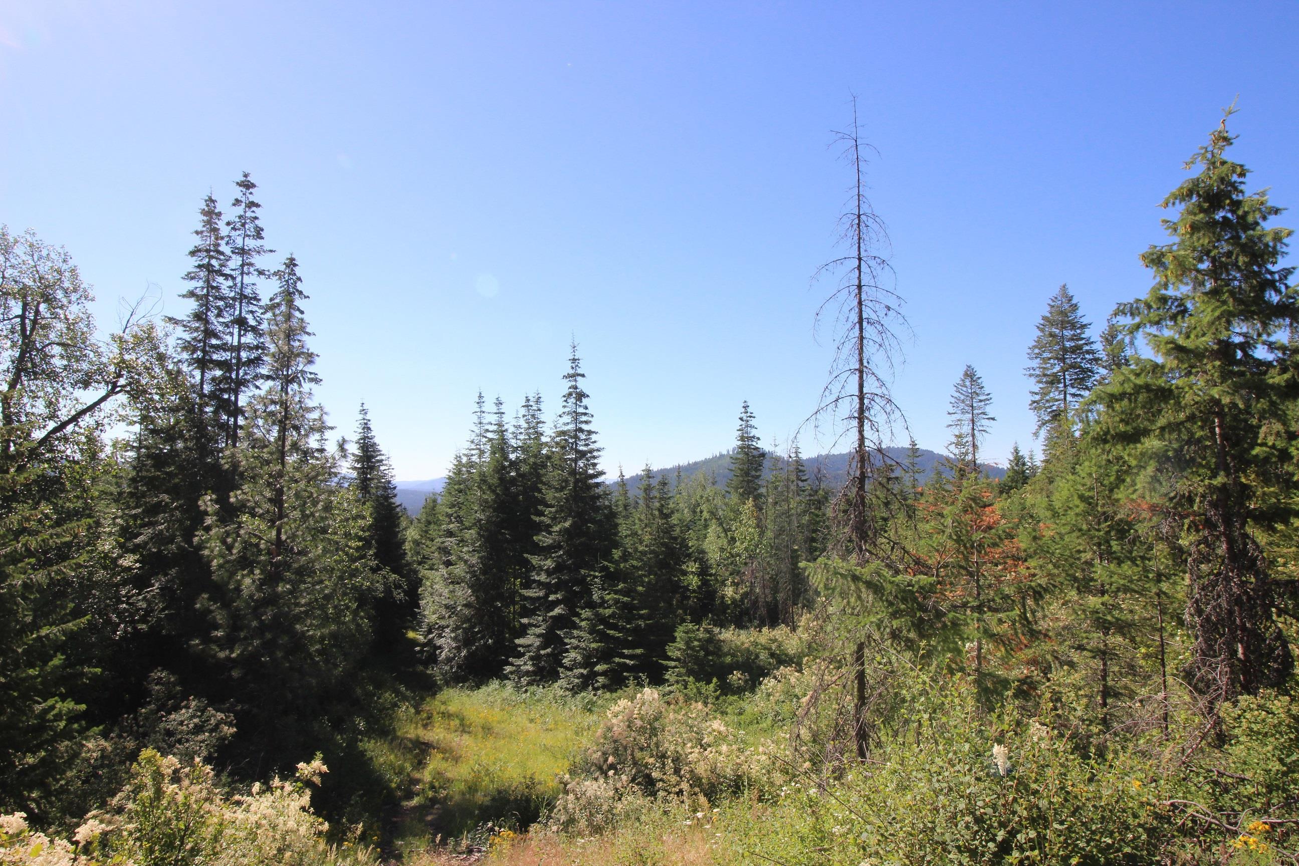 Xxx Buck Creek Road Newport, WA 99156 - Photo 10 of 18