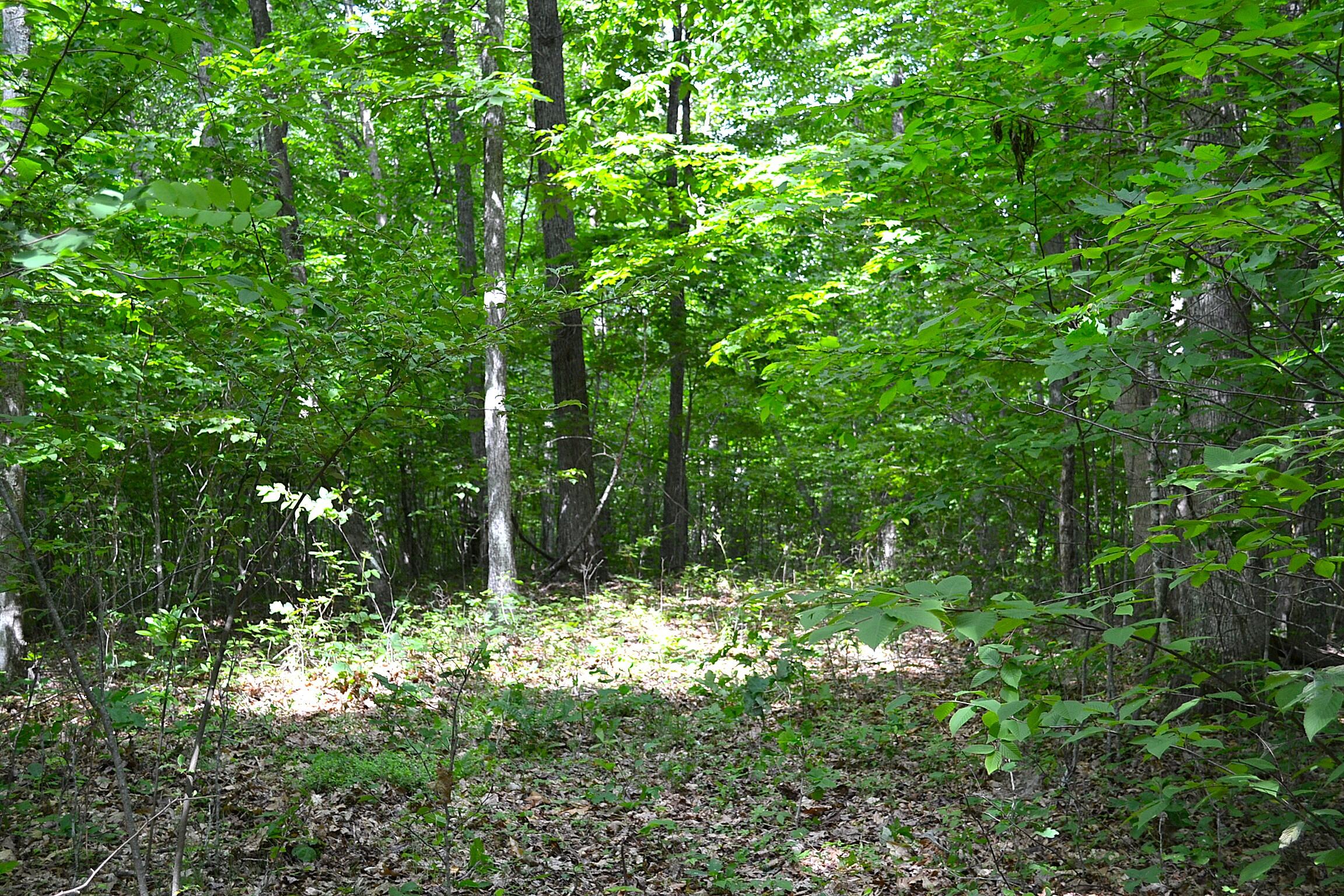 Cold Hollow Road Rainelle, WV 25962 - Photo 13 of 31 Gallery Image 13