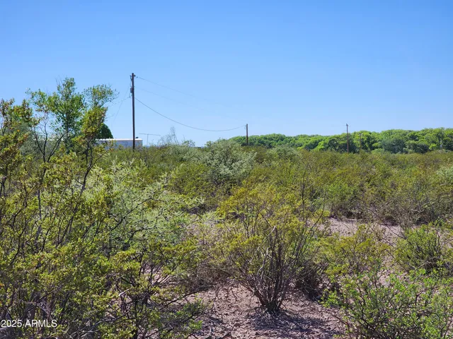 a view of a garden with a tree in the background