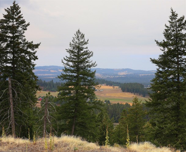 19115 North Dunn Road Colbert, WA 99005 - Photo 8 of 20