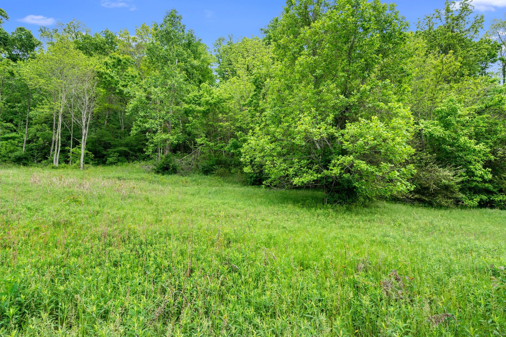 0 Leipers Creek Road Columbia, TN 38401 - Photo 24 of 24 a view of a green yard