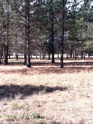 21000 North Myrtle Road Colbert, WA 99005 - Photo 6 of 6