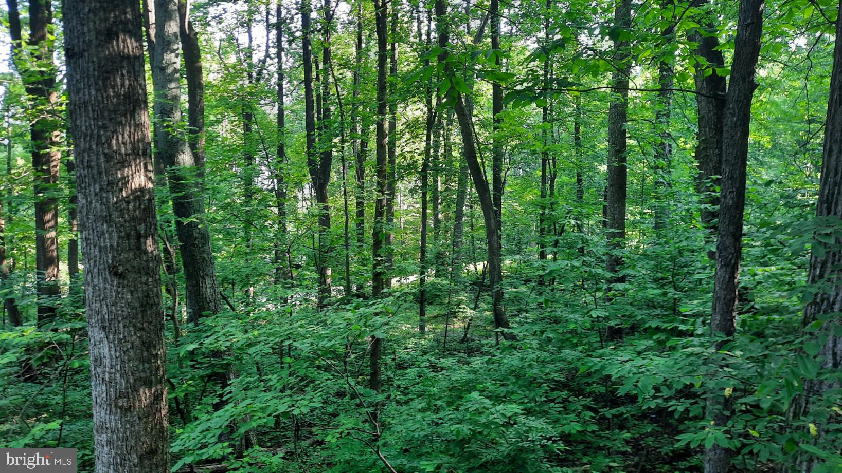 461 Chipmunk Trail Lane Linden, VA 22642 - Photo 22 of 26 a view of a lush green forest