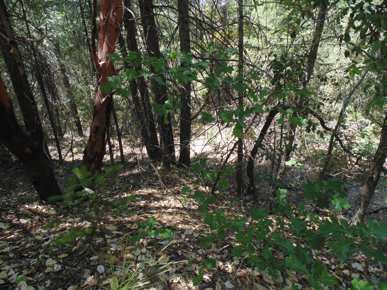 35 Balderston Road Georgetown, CA 95634 - Photo 19 of 37 a view of a forest