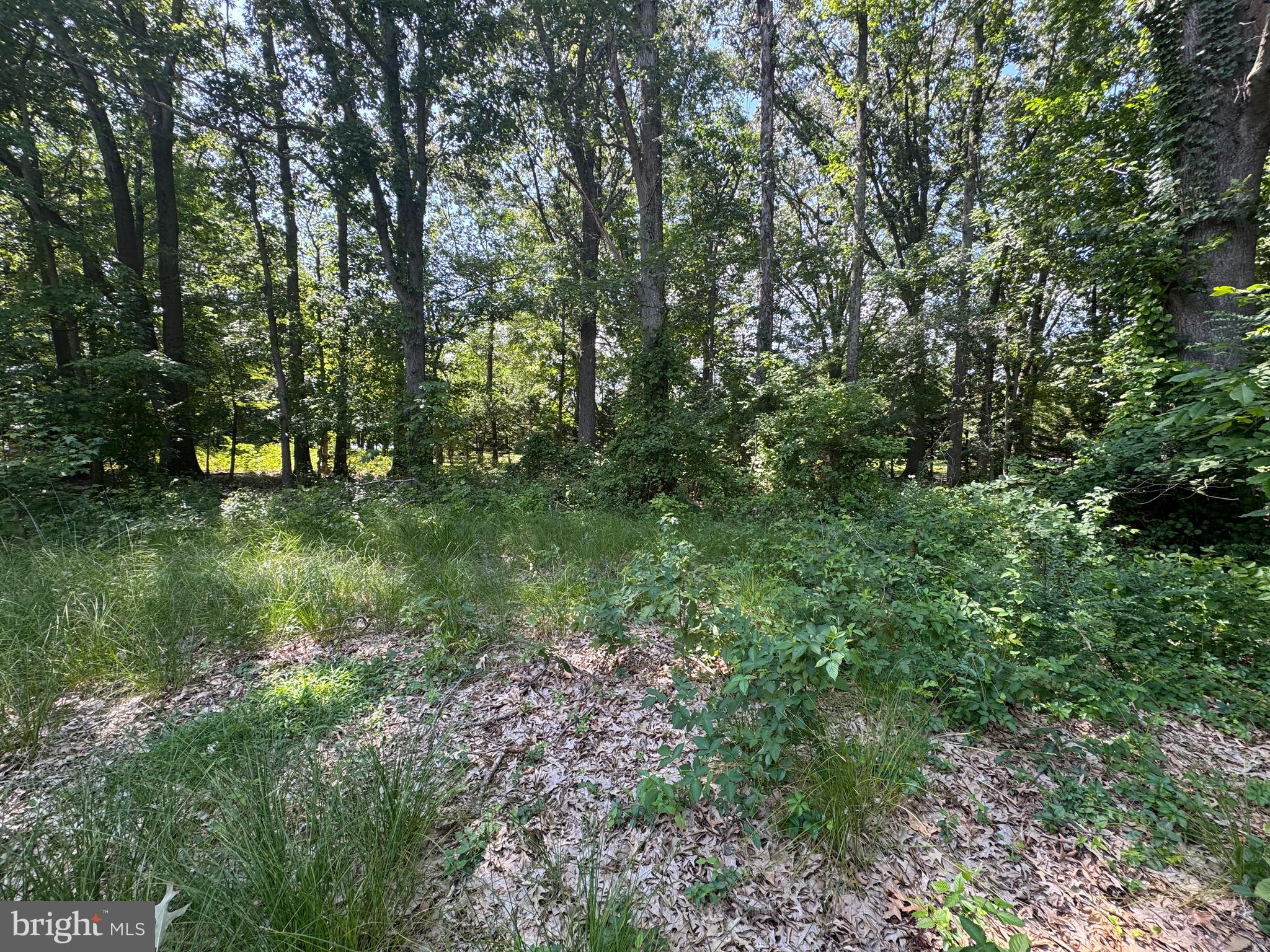 4907 Quince Street Shady Side, MD 20764 - Photo 2 of 4 a big yard with lots of green space and deers