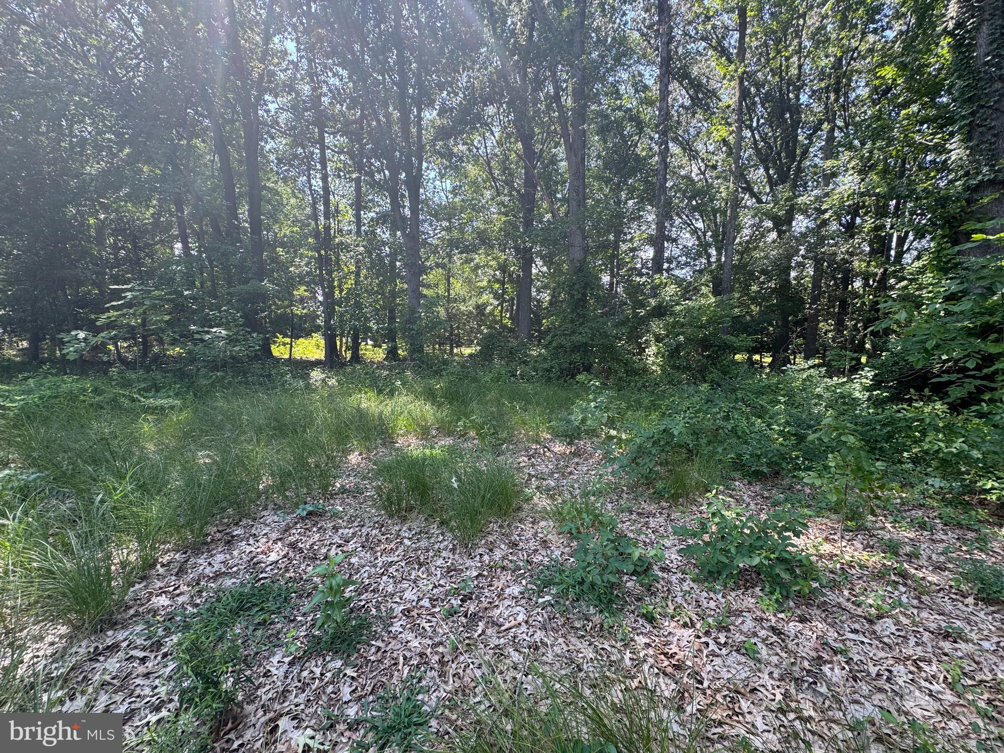 4907 Quince Street Shady Side, MD 20764 - Photo 3 of 4 a view of a forest with trees
