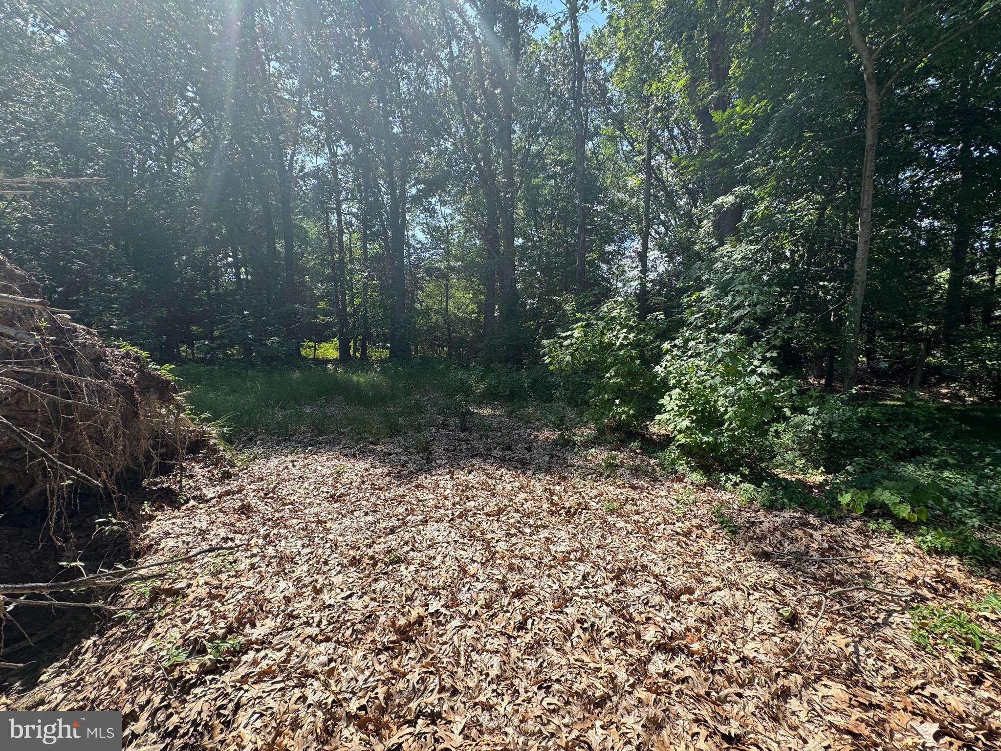 4907 Quince Street Shady Side, MD 20764 - Photo 4 of 4 a view of a yard with plants and large trees