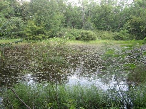Mudge Road Delanson, NY 12053 - Photo 13 of 18 Photo 18
