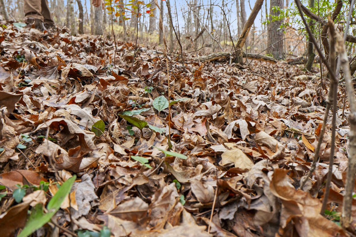 0 Retro Hughes Road Sale Creek, TN 37373 - Photo 11 of 20 dsc00379