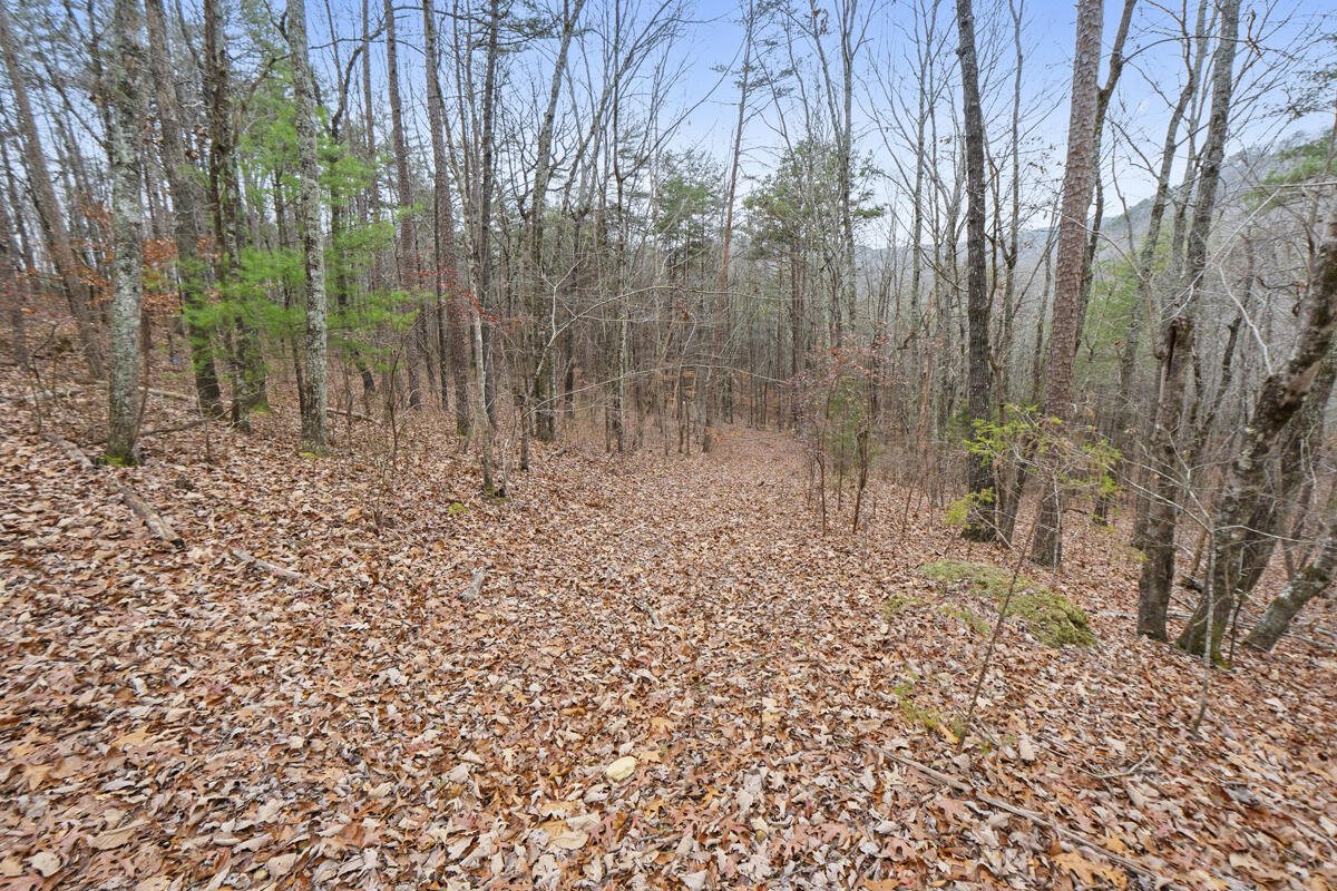 0 Retro Hughes Road Sale Creek, TN 37373 - Photo 7 of 20 dsc00390