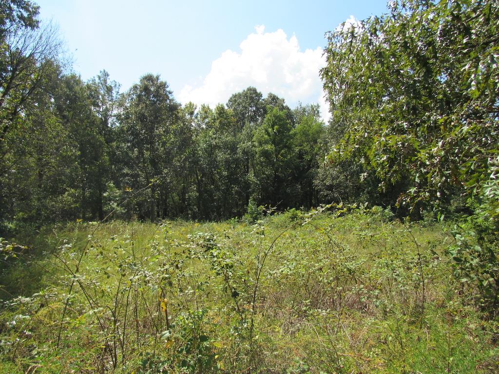 138 Ward Cemetery Road Linden, TN 37096 - Photo 12 of 29 Gallery Image 12