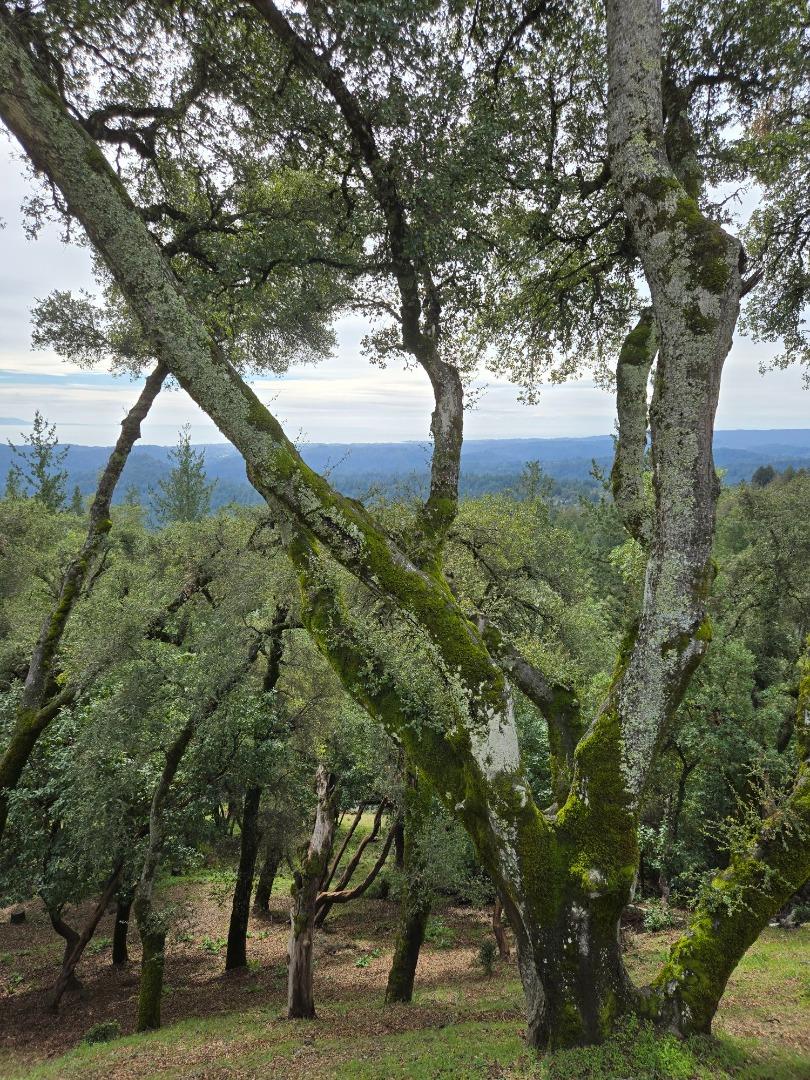 24854 Skyland Road Los Gatos, CA 95033 - Photo 68 of 80