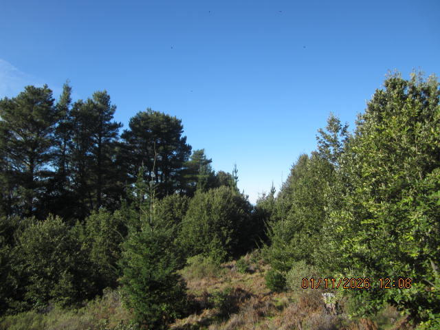 2715 Toth Road Shelter Cove, CA 95589 - Photo 3 of 27 IMG_0747