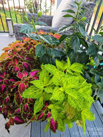 $739,900 | 17810 Half Moon Lane, Unit L, Cornelius, NC 28031